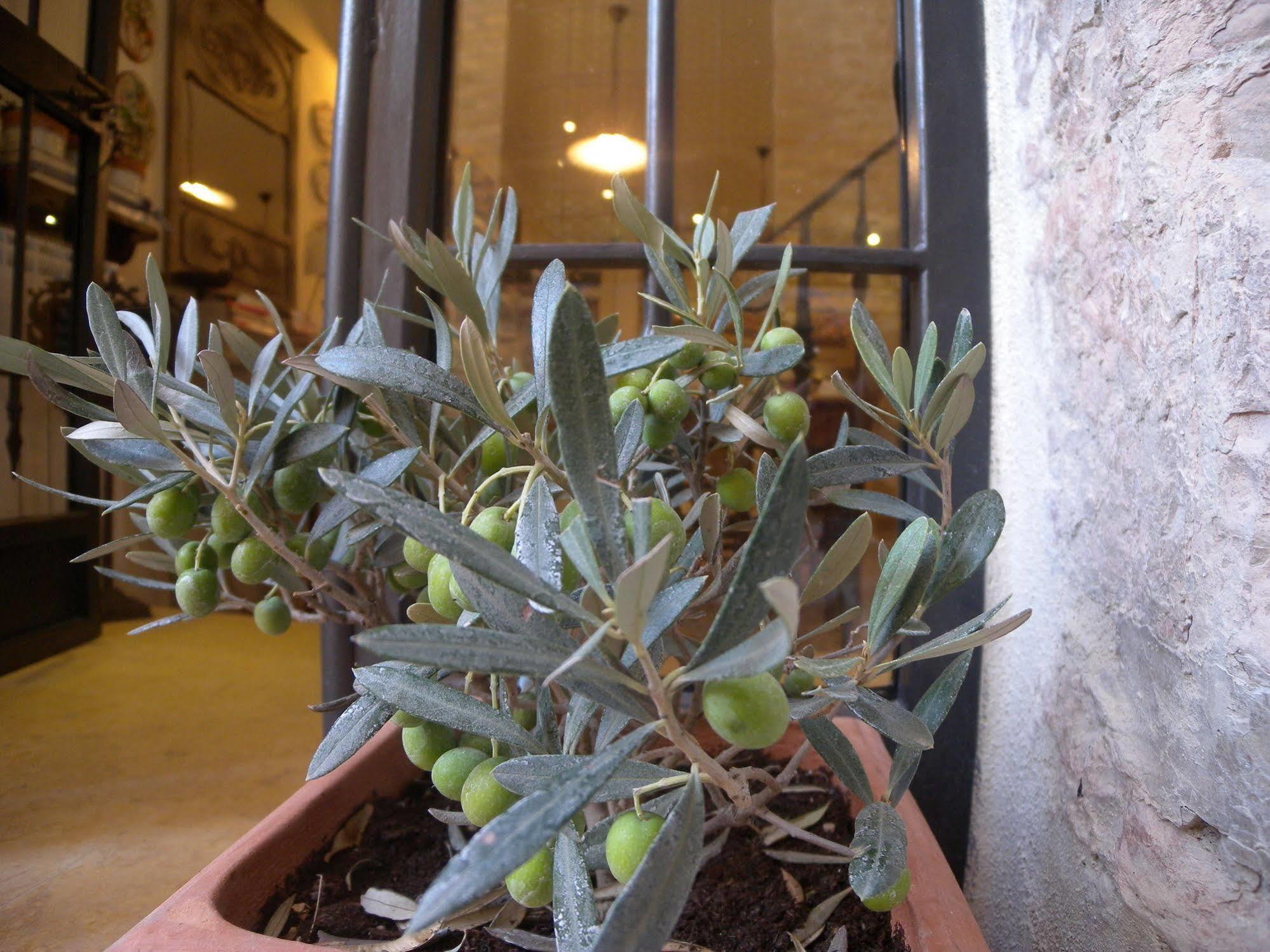 Bed And Breakfast A Casa Delle Fate Assisi Exterior photo